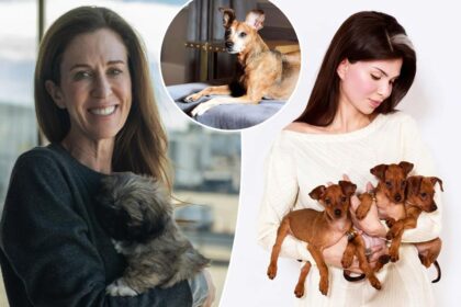 Exclusive | I spent K cloning my dead dog — here’s what it’s like having a duplicated pup