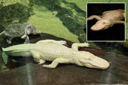 San Francisco’s beloved albino alligator Claude dead at 30