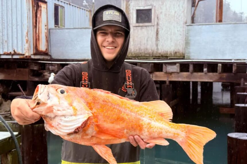California fisherman likely breaks records by catching 10.25-pound canary rockfish