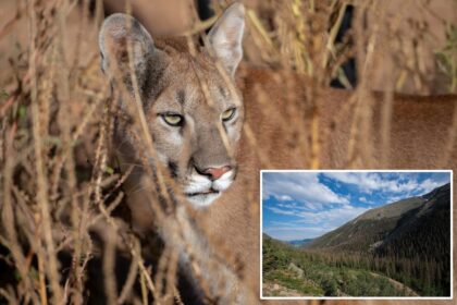 Hiker killed in suspected mountain lion attack while alone in Colorado mountains