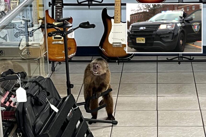 Loose monkey caught in Tennessee after rampaging through music shop, destroying guitars