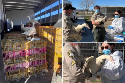 200 ducks rescued from box truck in Calif. desert after owner mysteriously died
