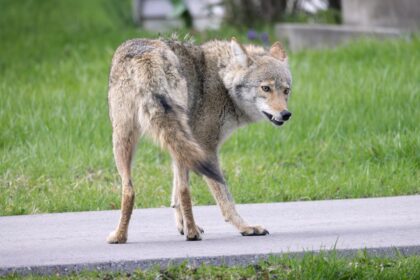 Small dog dragged into woods by ‘aggressive’ coyote in wealthy NJ enclave