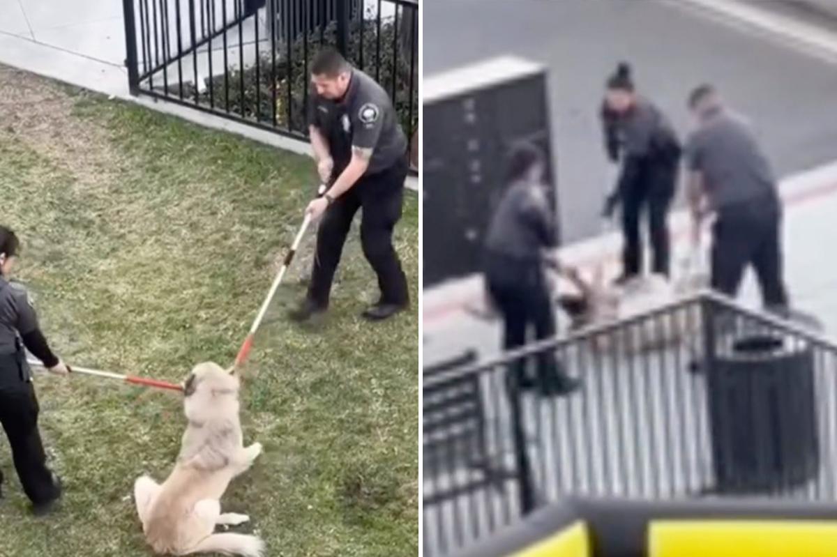 Video of animal rescuers dragging dog out of California apartment complex has activists in a froth