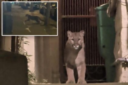Mountain lion cornered after prowling posh San Francisco streets