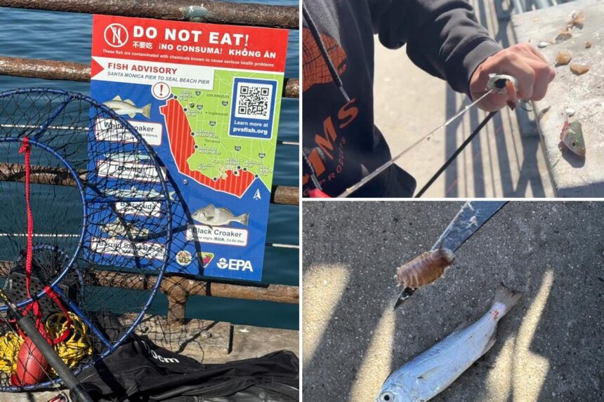 Tourists splash in the poop-filled waters of Santa Monica Pier, despite germs and chemicals at one of Cali’s grossest beaches