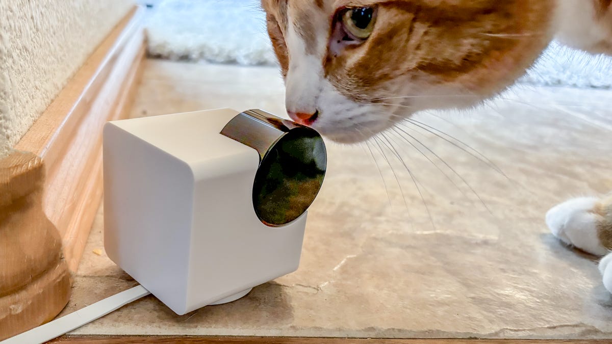 Best Home Pet Cameras of 2026: Watch From Anywhere