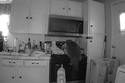Cat caught on camera starting dangerous kitchen fire after jumping on stove and turning on burner
