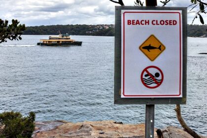 Australian boy fighting for life after shark attack, rescued by friends in Sydney Harbor waters