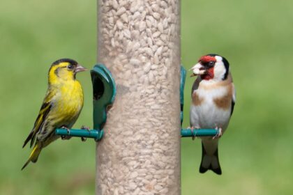 A Wildlife Expert Explains How to Get More Birds at Your Bird Feeder
