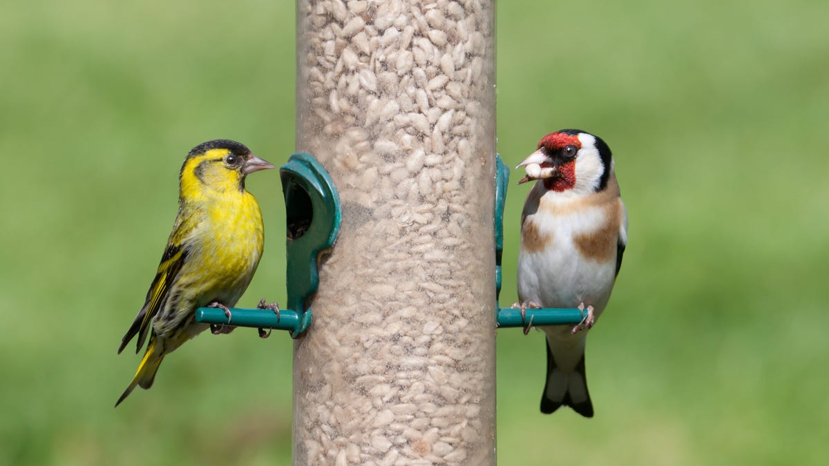 A Wildlife Expert Explains How to Get More Birds at Your Bird Feeder