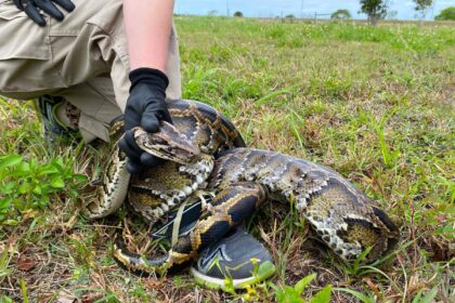 Florida snake hunter and his family wrestle 202-pound python that dragged him 15 feet: report