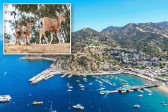 Oh, Deer: Catalina’s plan to slaughter local herd sparks controversy