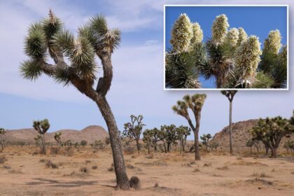 Iconic Joshua trees bloomed earlier than usual this year — and it could spell trouble for a little-known bug