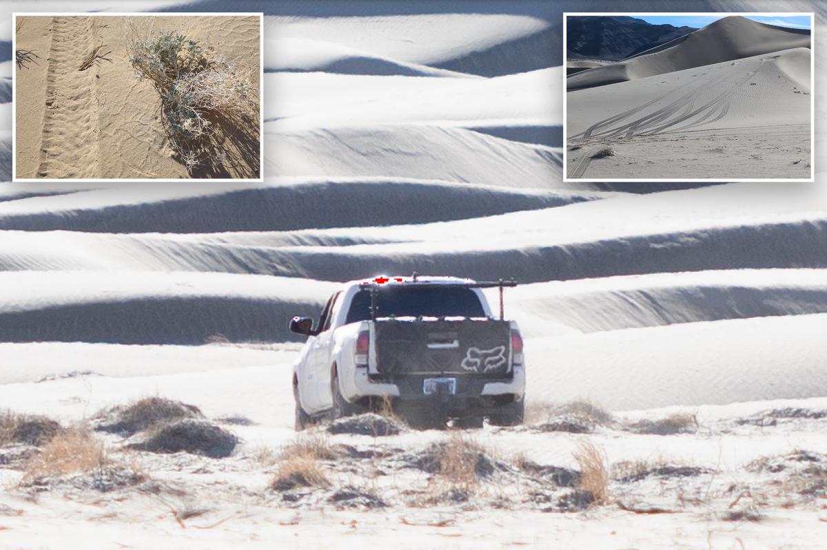 Death Valley driver destroys rare desert plants while illegally off-roading in national park
