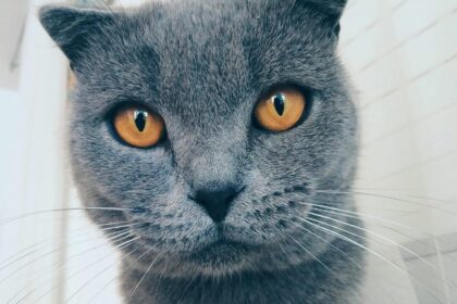 Google Photos Adds AI-Powered Meme Creation With ‘Me Meme’