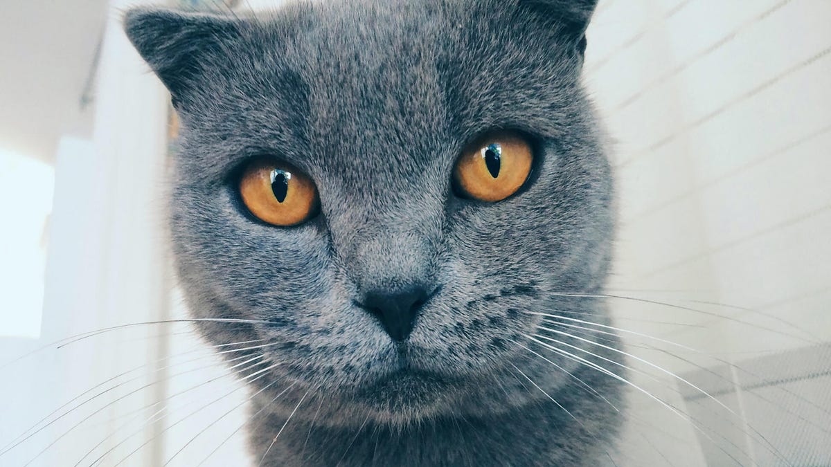 Google Photos Adds AI-Powered Meme Creation With ‘Me Meme’