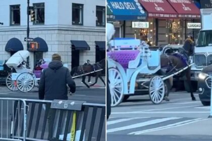 Wild video shows spooked NYC carriage horse running into Midtown traffic: ‘Reckless endangerment’