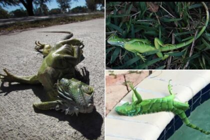 Florida cold snap sends iguanas tumbling from trees on New Year’s Eve