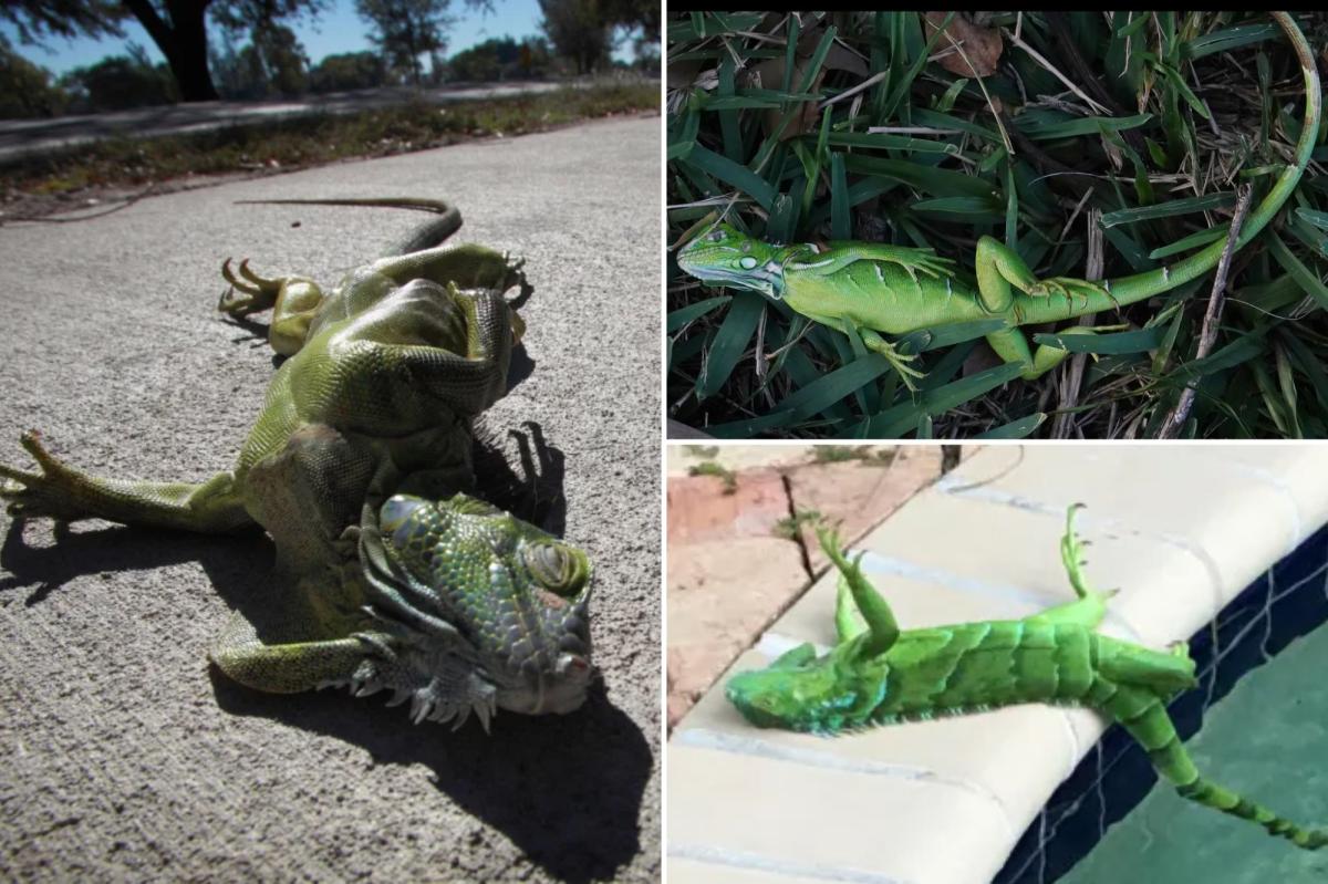 Florida cold snap sends iguanas tumbling from trees on New Year’s Eve