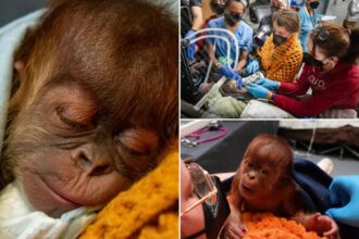 Baby orangutan born through highly unusual procedure at Tennessee zoo