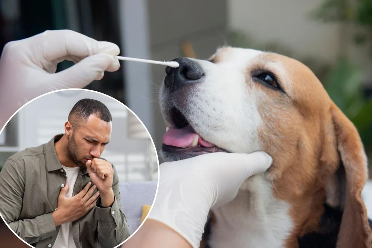 ‘Canine coronavirus’ could be a future pandemic in humans, warn scientists