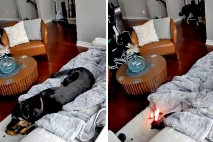 Family dog rescued after chewing battery-powered heated glove, sparking house fire