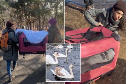 Prospect Park baby swans flourishing despite ruthless dog attack and deadbeat dad’s rejection