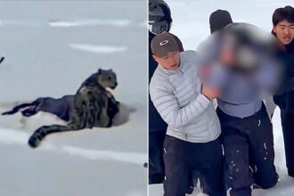 Skier suffers brutal mauling after stepping within 10 feet of snow leopard for photo, video shows