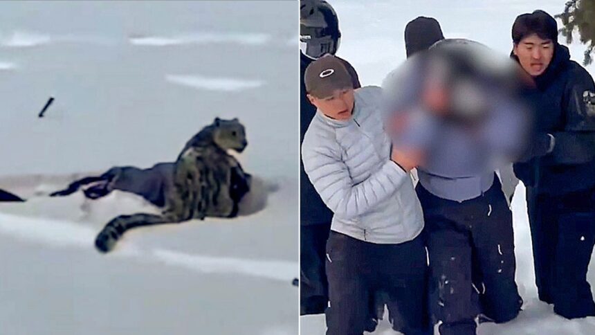 Skier suffers brutal mauling after stepping within 10 feet of snow leopard for photo, video shows