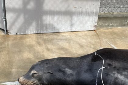 Sea lion rescued with highly disturbing injuries in LA creek miraculously survives