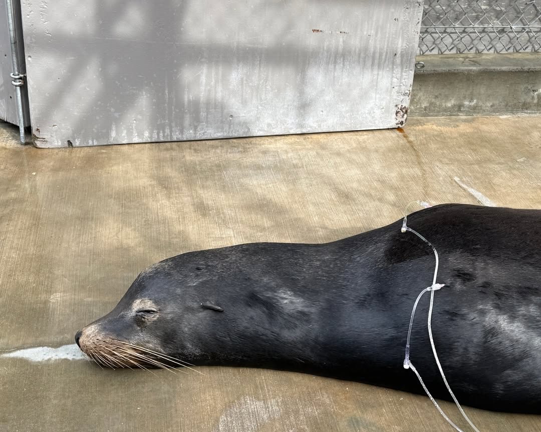Sea lion rescued with highly disturbing injuries in LA creek miraculously survives