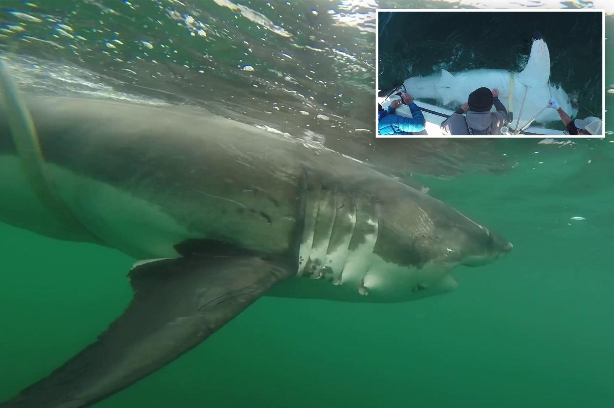 Massive great white shark detected by researchers off Mississippi coast in rare Gulf migration