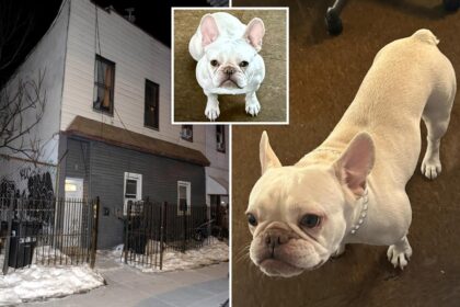 NYC home invaders steal adorable French bulldog Coco in K Pokemon heist: sources