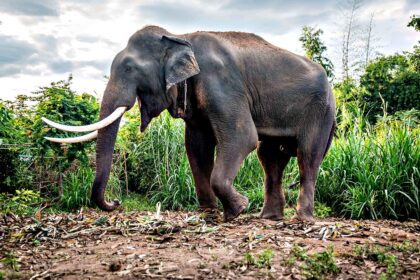 Tourist trampled to death by elephant in Thai national park