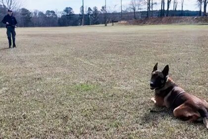 K9 hit by vehicle during bank robbery chase, keeps going and helps capture suspect