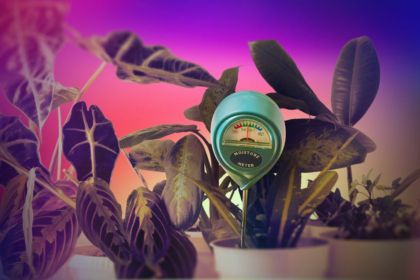 My Houseplants Kept Dying Until I Tried This  Device
