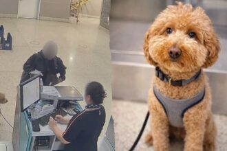 Woman charged with animal abandonment after leaving dog tied at JetBlue counter at Las Vegas airport