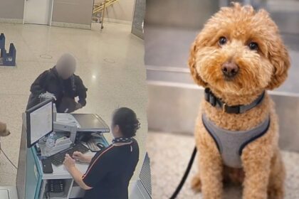 Woman charged with animal abandonment after leaving dog tied at JetBlue counter at Las Vegas airport