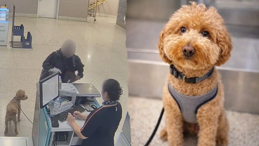 Woman charged with animal abandonment after leaving dog tied at JetBlue counter at Las Vegas airport