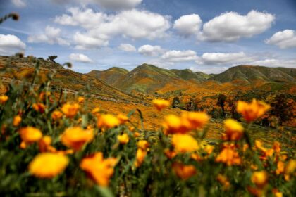 SoCal rain fuels above-average desert bloom, but experts stop short of ‘superbloom’