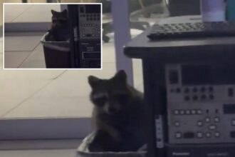 Raccoon found ‘secretly living’ in Cincinnati news station ‘to escape’ the cold