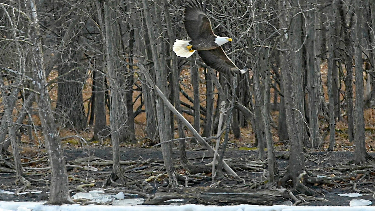 A bald eagle glides above a river near a small island in upstate New York.
