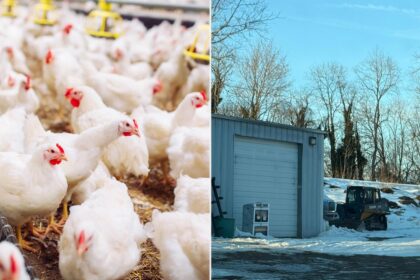 Exclusive | Long Island animal activists blast planned egg farm as chicken ‘factory’