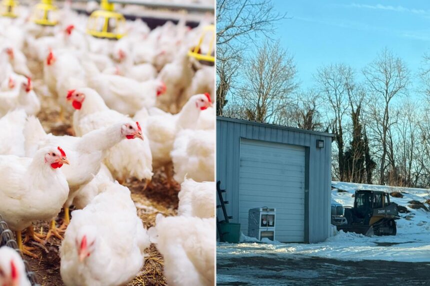 Exclusive | Long Island animal activists blast planned egg farm as chicken ‘factory’
