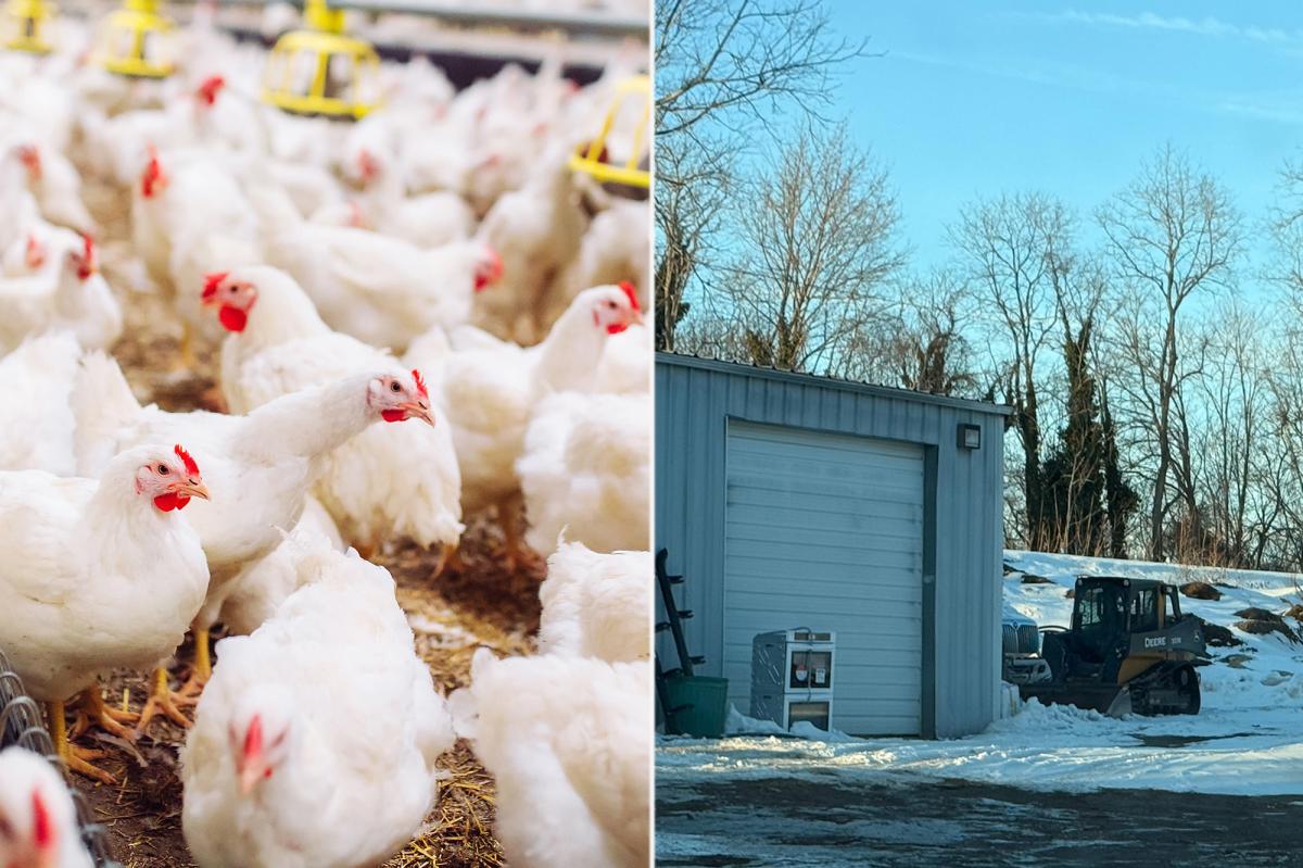 Exclusive | Long Island animal activists blast planned egg farm as chicken ‘factory’