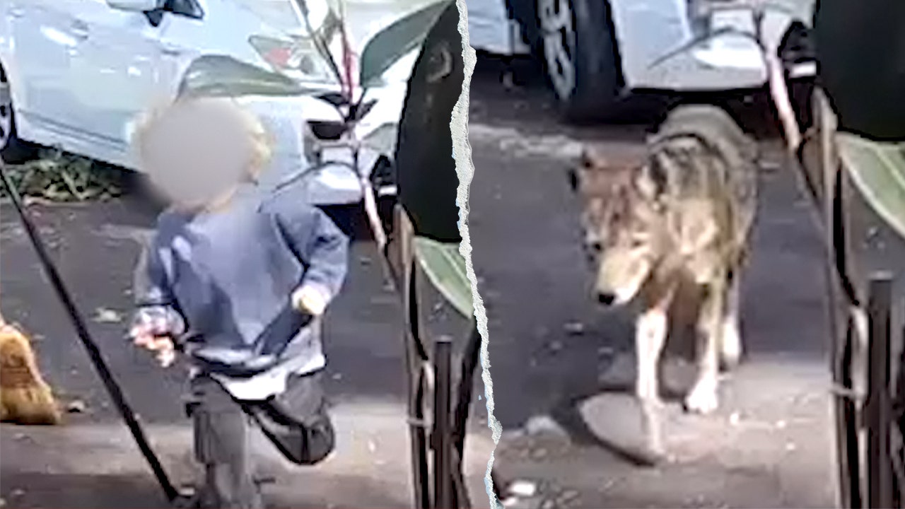 Toddler flees in terror as coyote chases him outside California family home in broad daylight