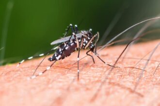 CDC issues urgent travel warning after chikungunya virus slams popular island destination