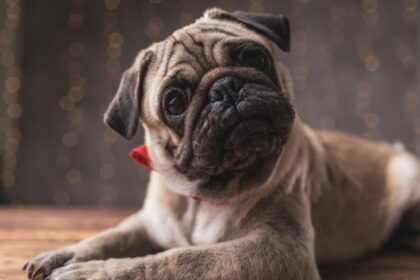 Dear Abby: My employee wants to take bereavement leave for her dead dog