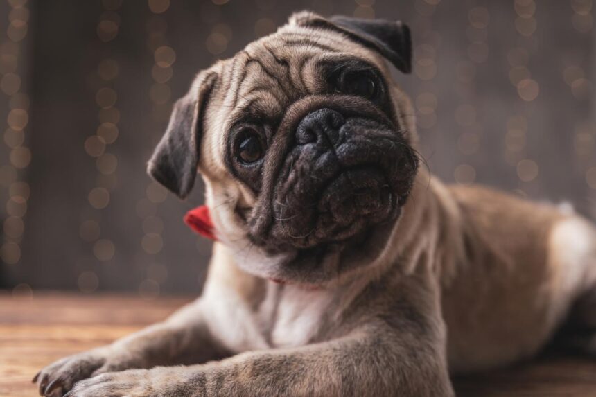 Dear Abby: My employee wants to take bereavement leave for her dead dog